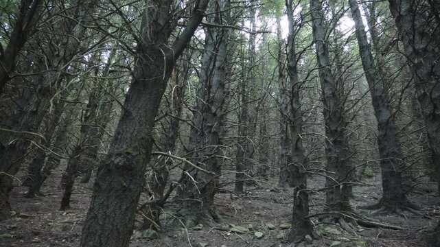 A wide panoramic hand-held camera movement in the woods, a very interesting trees in that part of the forest, rough "prickly" branches in a dark environment woodland, a 4K video clip.