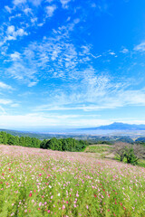 白木峰高原のコスモスと雲仙岳　長崎県諫早市　Cosmos of Shirakimine Plateau and Mount Unzen. Nagasaki Pref, Isahaya City.