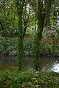 Вид з-під довгих, звисаючих гілок плакучої верби. Спокійна річка та трав'янисті береги створюють мирну, приховану сцену