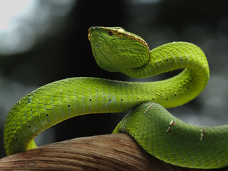 This vibrant green Sabah Pit Viper (Tropidolaemus subannulatus) is coiled on a branch, its striking color contrasting with the wood, 27 October 2025 Indonesia