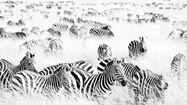 Black and White Plains