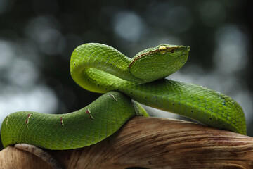 This vibrant green Sabah Pit Viper (Tropidolaemus subannulatus) is coiled on a branch, its striking color contrasting with the wood, 27 October 2025 Indonesia