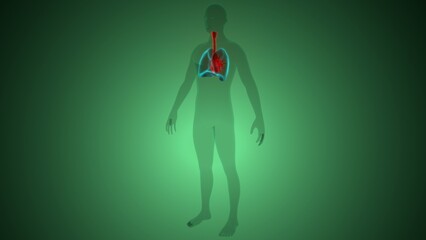 Human respiratory system anatomy. 3d illustrations