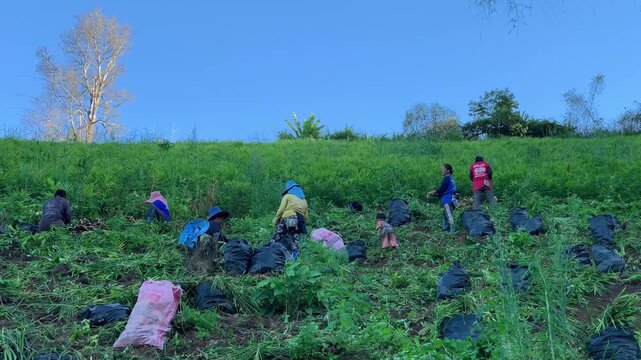 My group of workers are working together to harvest the family's crops. Mine is digging ginger.