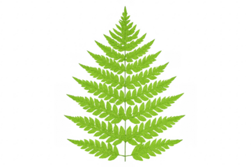 Green fern frond isolated on transparent background