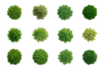 Set of green parsley leaves isolated on white background