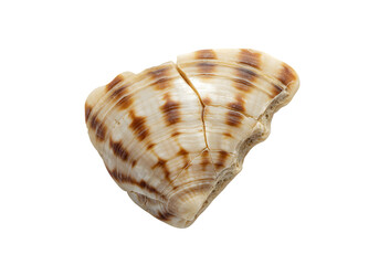 Cracked striped seashell isolated on a white background