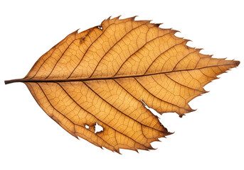 Close-up of a dry, decaying leaf with intricate venation against a white backdrop