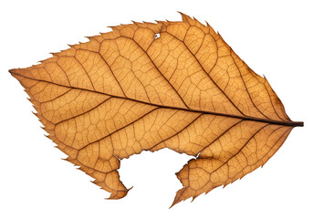 Detailed Close-Up of a Textured Brown Leaf with Veins and Natural Imperfections