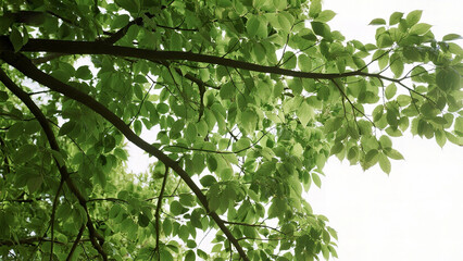 Fototapeta premium Green tree branches with leaves