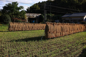 日本の伝統製法「はさがけ米」