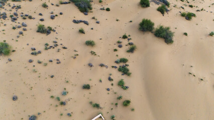 Top-down view of Khuri sand dunes in Jaisalmer, Rajasthan, captured in golden light, featuring desert vegetation like Khejri, Rohida, Babool & Ker trees with visible sand textures, patterns & ripples