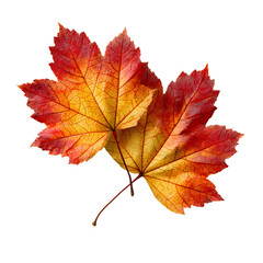 Fototapeta premium Two Autumn Maple Leaves Displaying Vibrant Fall Colors.