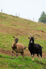 a couple of goat at slope pasture