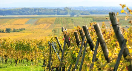 Fototapete Gelb a row of golden grapes with blurry grape field in the background, autumn Alsace, France, white wine  © Echo
