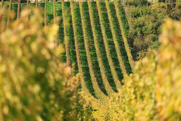 Rows of golden grapes in the green field with blurry foreground, autumn Alsace, France, white wine