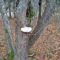 mushroom in the forest