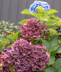 Hydrangea flowers in various colors growing in a lush garden