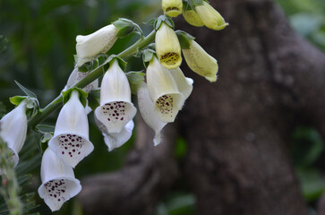 White foxglove blooming flowers .Closeup white thimbles with purple spots on trumpet. Gardening concept.free copy space © Mariana