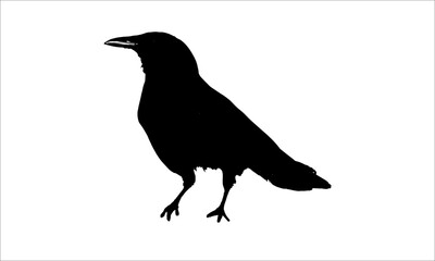 Simple black raven silhouette, starkly contrasted on a clean white space.