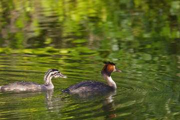 Great Crested Grebe mother and young swimming next to each other in the lake, Great Crested Grebe in juvenile plumage, a young Great Crested Grebe, red eyes of a bird, Podiceps cristatus