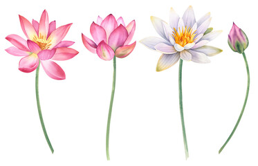 A set of pink and white lotus flowers on an isolated background. The watercolor illustration is hand-drawn. Delicate water lilies for spa, zen design. Clipart for printing postcards.