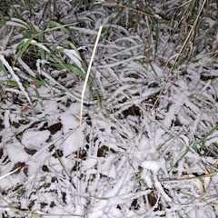 frost on the grass