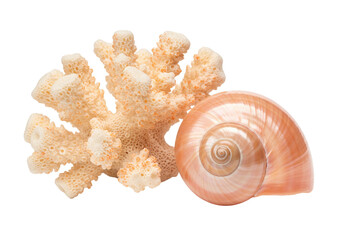 Isolated pink seashell and bleached coral still life, underwater life, sea nature object