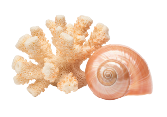 Isolated pink seashell and bleached coral still life, underwater life, sea nature object