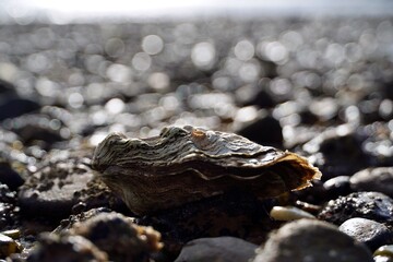 Auster - Austernschale -Muschel - Muschelsucher - Sylt