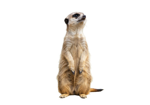 Isolated meerkat standing alert, looking up attentively, watching with curiosity, on hind legs