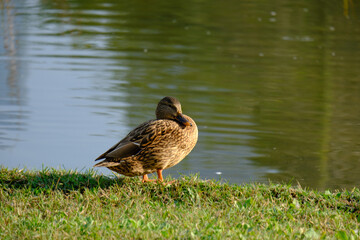 Autumn at Portello park in Milan, Italy. Birds at the lake