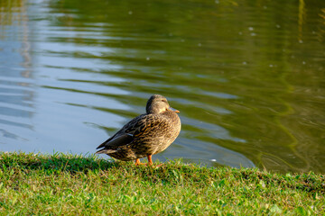 Autumn at Portello park in Milan, Italy. Birds at the lake