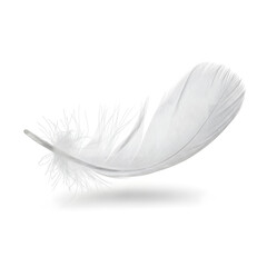 Obraz premium Single soft white feather floating, isolated on a white background.