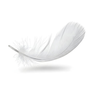 Fototapeta Single soft white feather floating, isolated on a white background.