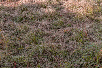 Dry mown grass in a field on an autumn day