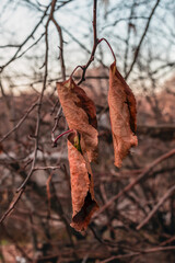 The last dry leaves on a tree branch on an autumn day