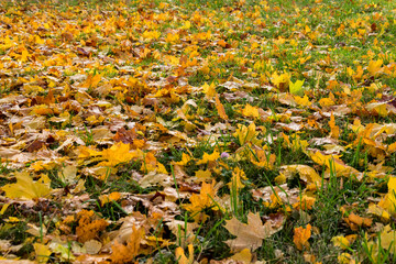 Fallen autumn leaves  on green grass