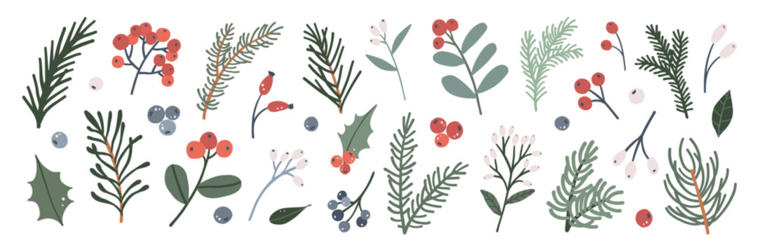  Set of winter Christmas greenery foliage. Holly, red and blue berry, fir branches, evergreen plants. Botanical leaf vector illustration