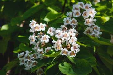 white flowers in the garden