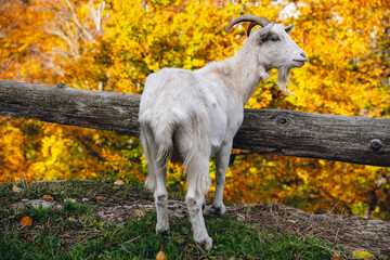 A white goat stands on a grassy bank with a wooden fence and autumn foliage
