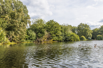 Tranquil lake with ducks, lush trees, and soft clouds in a peaceful park landscape