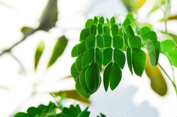 Rain tree or Samanea saman, LEGUMINOSAE MIMOSOIDEAE or small Rain Tree