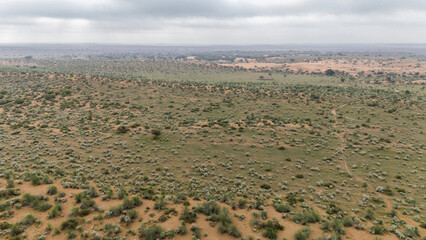 Aerial view of the Thar Desert in Jaisalmer, Rajasthan during monsoon morning, showing green Khejri, Rohida, Babool, and Ker trees with Kair bushes and Peelu plants scattered across moist sand dunes. © Lucky Tony 