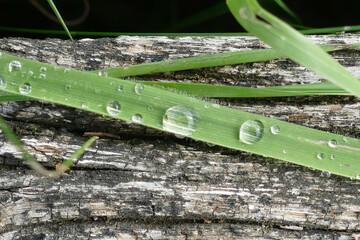 Grashalme mit Regentropfen auf Holz als Hintergrund
