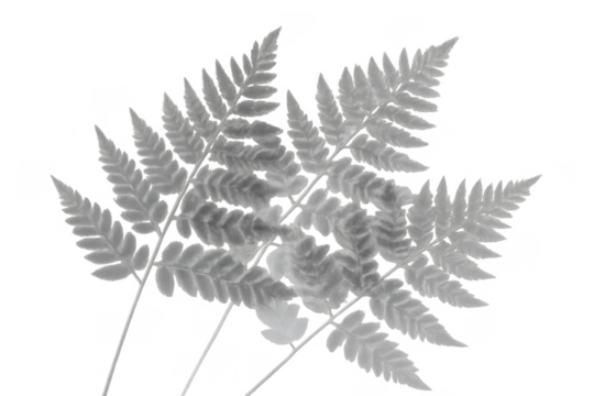 Grayscale fern frond on transparent background - Powered by Adobe