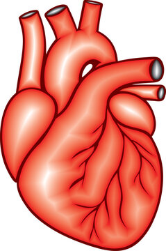 Illustration of Human Heart Anatomy | Red Cartoon-Style Heart with Arteries and Veins