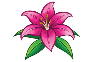 lily in shocking pink color vector in white background