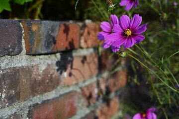 レンガの前で咲く赤いコスモス