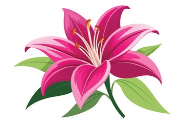 lily in shocking pink color vector in white background